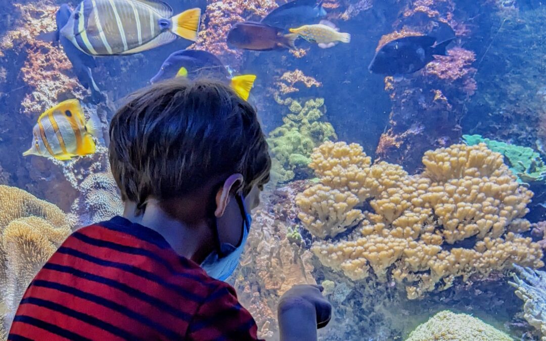 A Virtual Gratitude Reception, From A to Z: CGLR Salutes Aquariums and Zoos